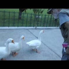 Les with Goose