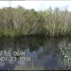 1998 Florida Alligators!!!